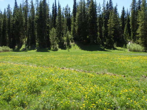 GDMBR: A field of Buttercups.